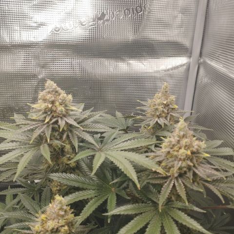 Northern Light growlog timeline photo