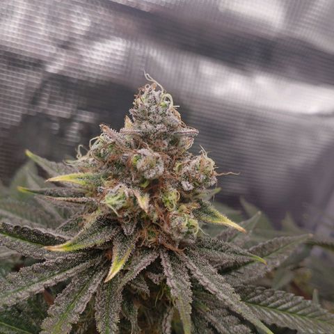 Northern Light growlog timeline photo