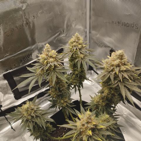 Northern Light growlog timeline photo