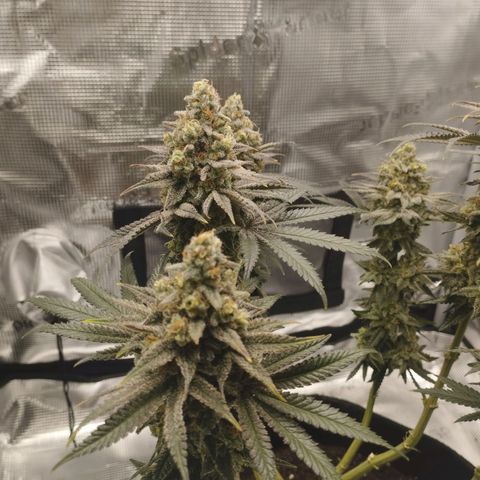 Northern Light growlog timeline photo