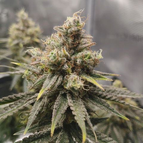 Northern Light growlog timeline photo