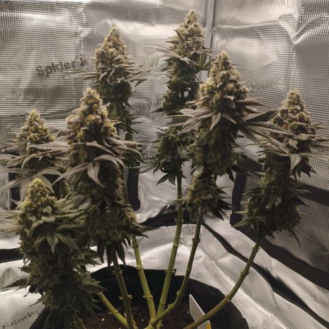 Northern Light growlog timeline photo