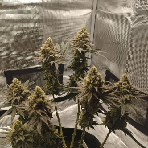 Northern Light growlog timeline photo
