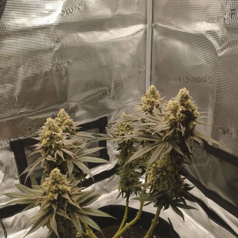 Northern Light growlog timeline photo