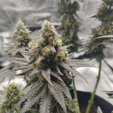 Northern Light growlog timeline photo