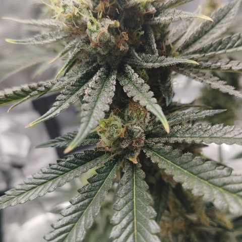 Northern Light growlog timeline photo