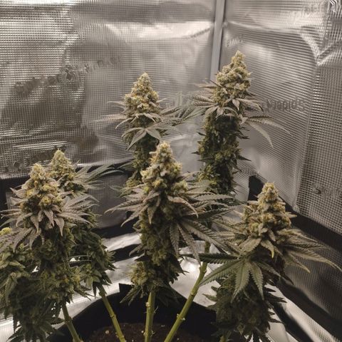 Northern Light growlog timeline photo