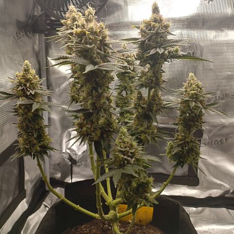 Northern Light growlog timeline photo