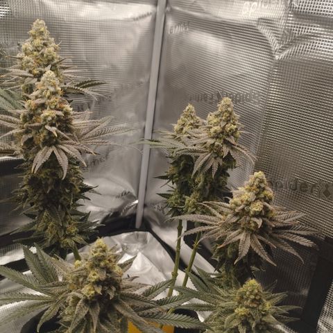 Northern Light growlog timeline photo