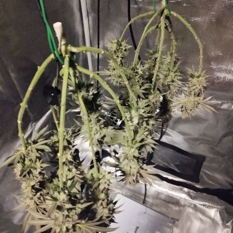 Northern Light growlog timeline photo