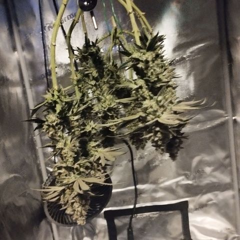 Northern Light growlog timeline photo