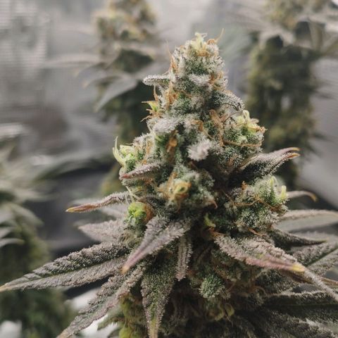Northern Light growlog timeline photo
