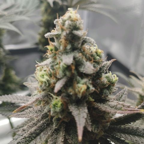 Northern Light growlog timeline photo