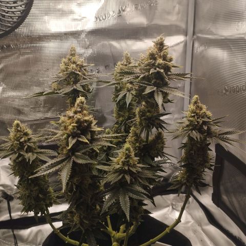 Northern Light growlog timeline photo