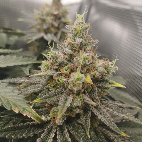 Northern Light growlog timeline photo