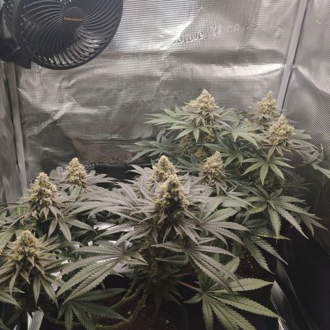 Northern Light growlog timeline photo