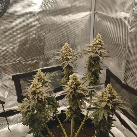 Northern Light growlog timeline photo