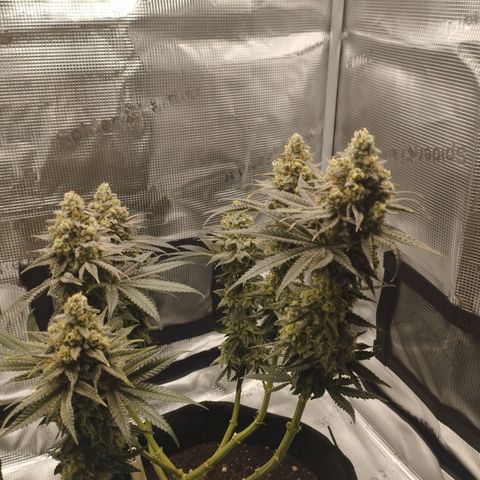 Northern Light growlog timeline photo