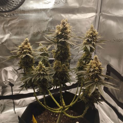 Northern Light growlog timeline photo