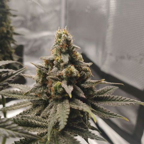 Northern Light growlog timeline photo