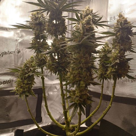 Northern Light growlog timeline photo