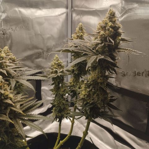 Northern Light growlog timeline photo
