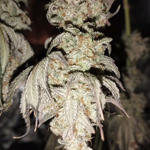 Northern Light growlog timeline photo
