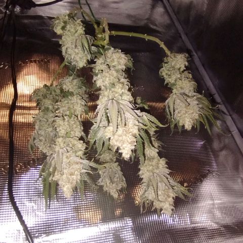 Northern Light growlog timeline photo