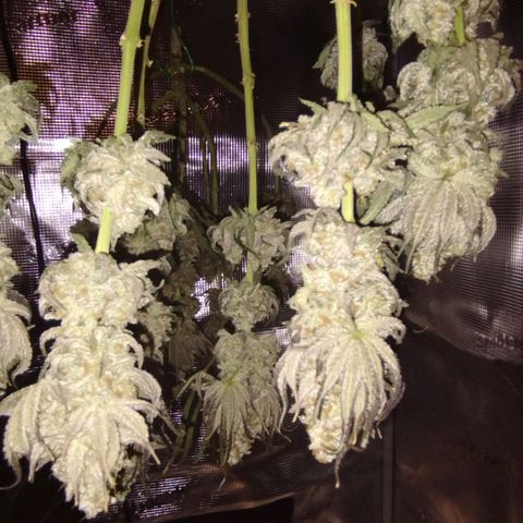 Northern Light growlog timeline photo