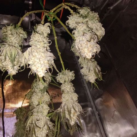 Northern Light growlog timeline photo