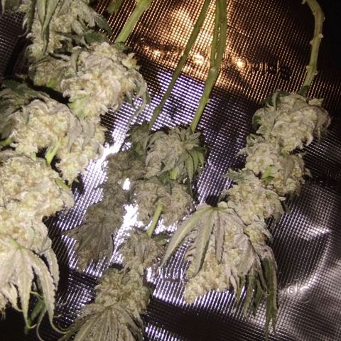 Northern Light growlog timeline photo