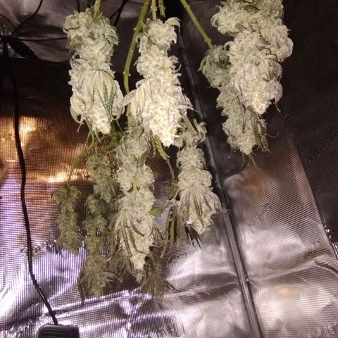 Northern Light growlog timeline photo