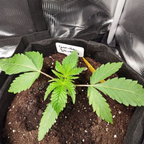 Zkittles growlog timeline photo