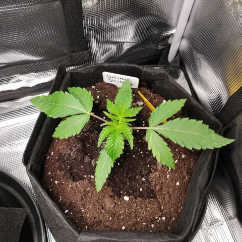 Zkittles growlog timeline photo