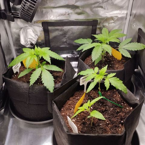 Zkittles growlog timeline photo