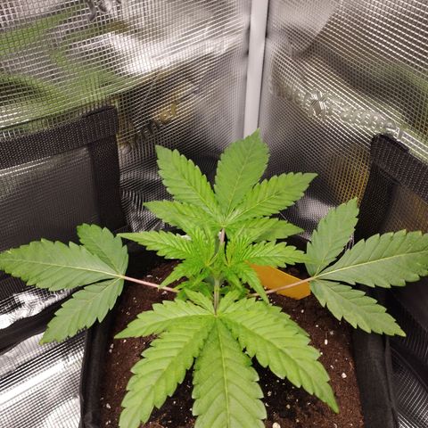 Zkittles growlog timeline photo