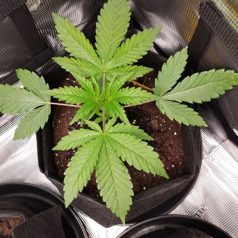 Zkittles growlog timeline photo