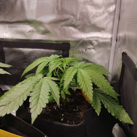Zkittles growlog timeline photo