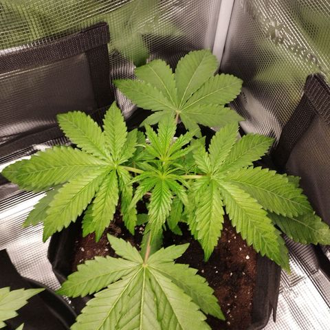 Zkittles growlog timeline photo