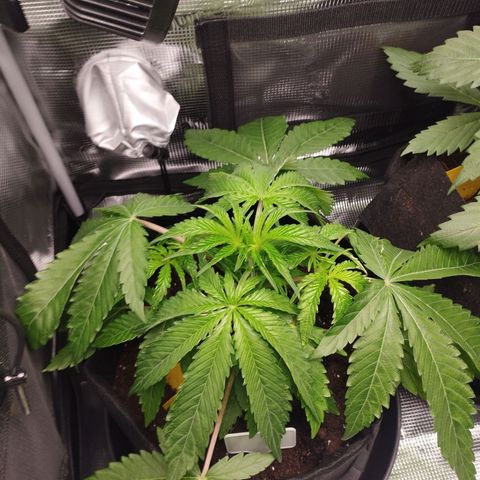 Zkittles growlog timeline photo