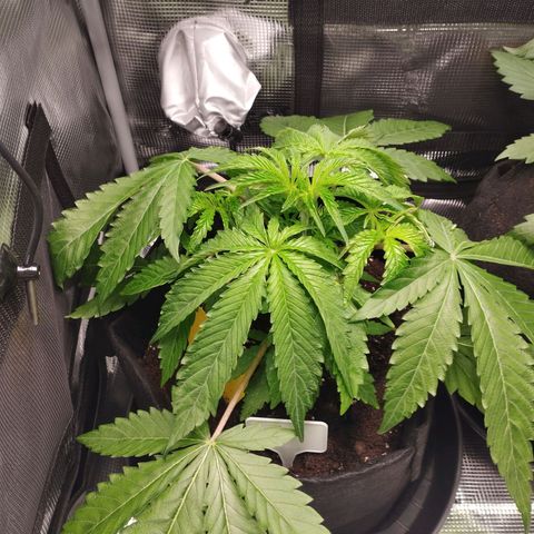 Zkittles growlog timeline photo