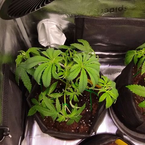 Zkittles growlog timeline photo