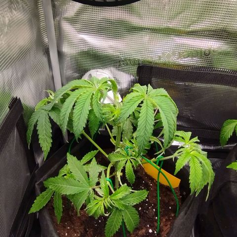 Zkittles growlog timeline photo