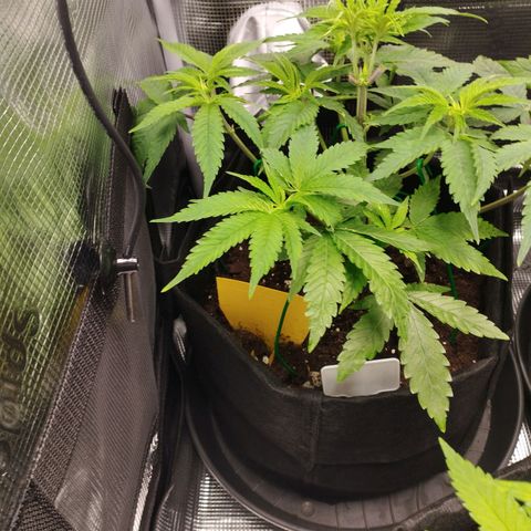 Zkittles growlog timeline photo