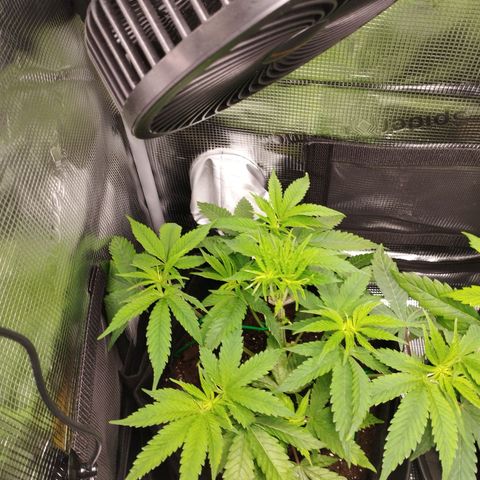 Zkittles growlog timeline photo