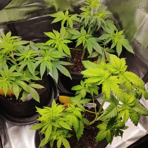 Zkittles growlog timeline photo