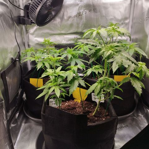 Zkittles growlog timeline photo