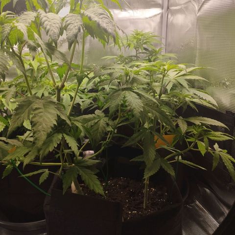 Zkittles growlog timeline photo