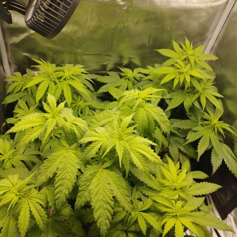 Zkittles growlog timeline photo