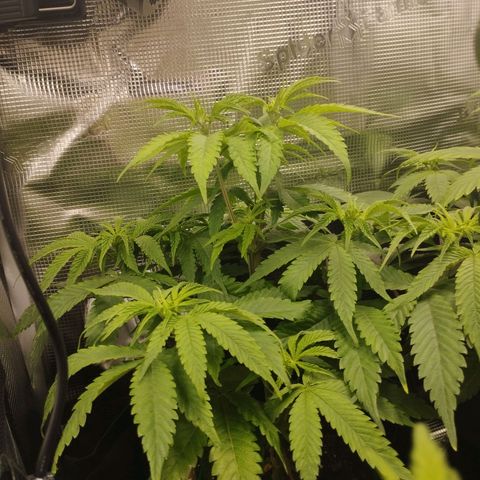 Zkittles growlog timeline photo